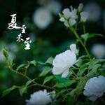 夏至未至