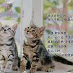 猫咪出差了